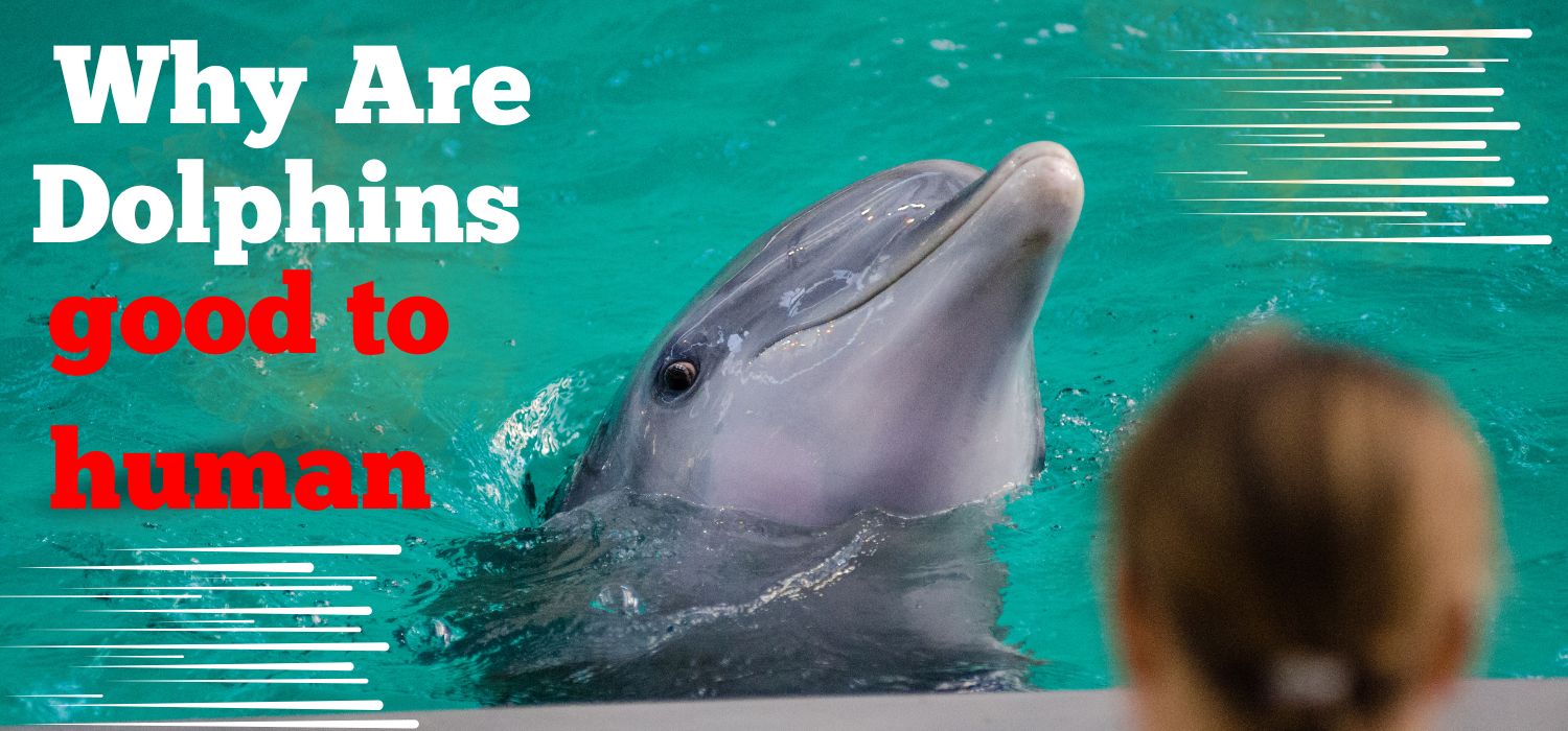 Why are dolphins good to humans?