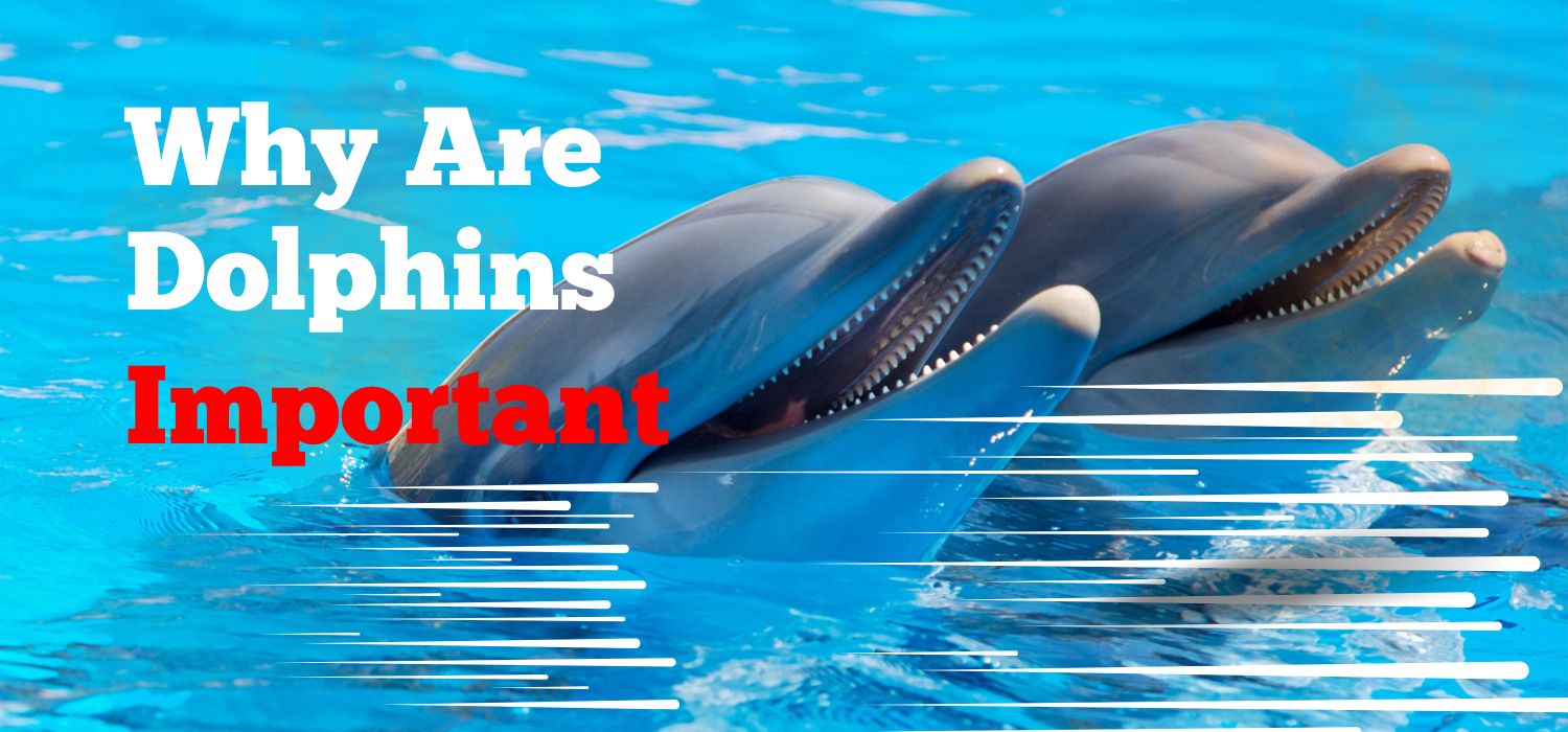 Why are dolphins important?